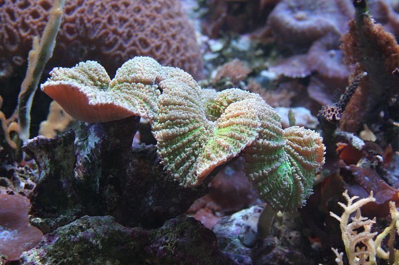 Killikus&reg; Fotographie